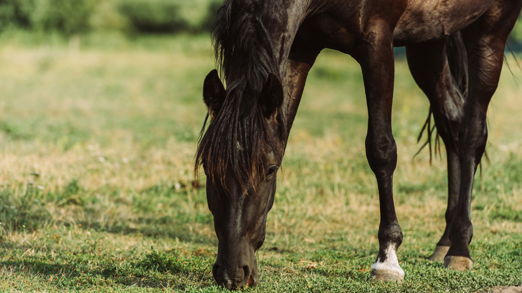 Pferd mit Kopf unten im Gras