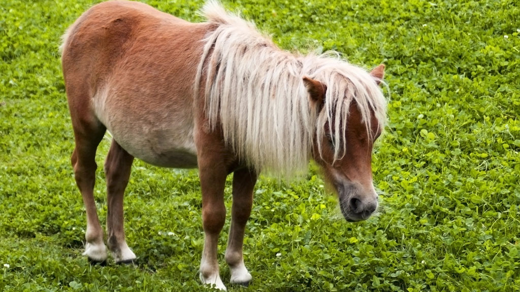 Shetland Pony