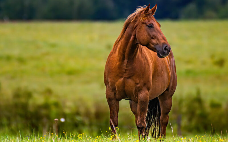 Pferd auf der Weide