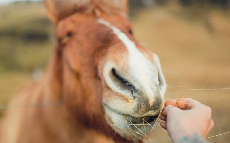 Pferd frisst aus der Hand