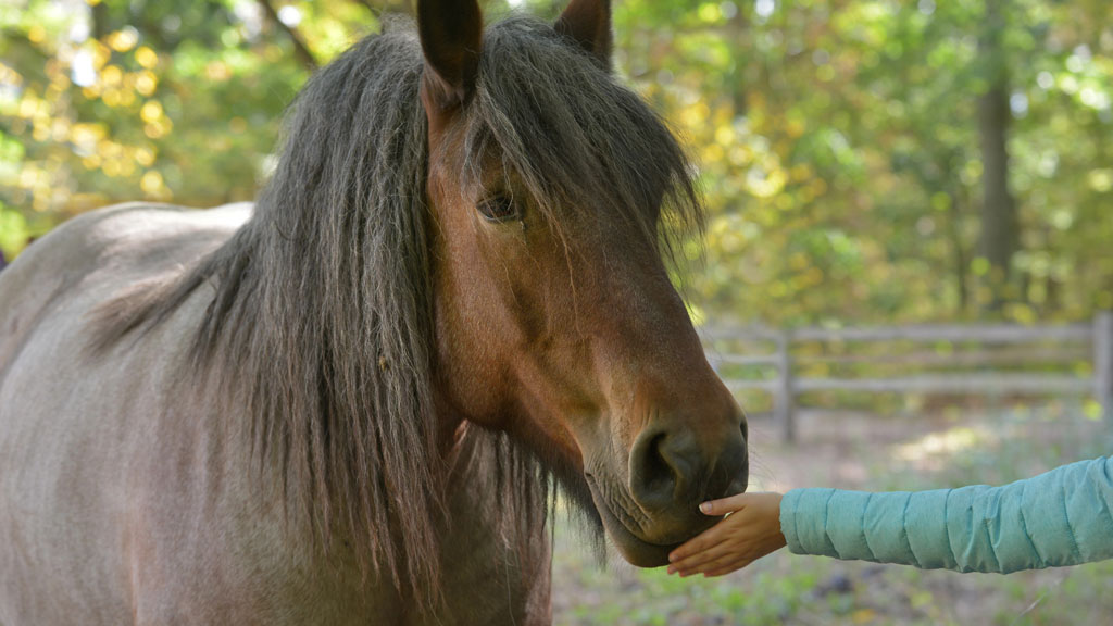 Dürfen Pferde Sellerie essen » Leckerer Snack für Ihr Pferd